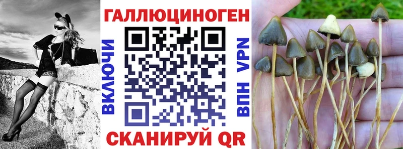 Купить где  Владимир  Псилоцибиновые грибы Psilocybine cubensis 